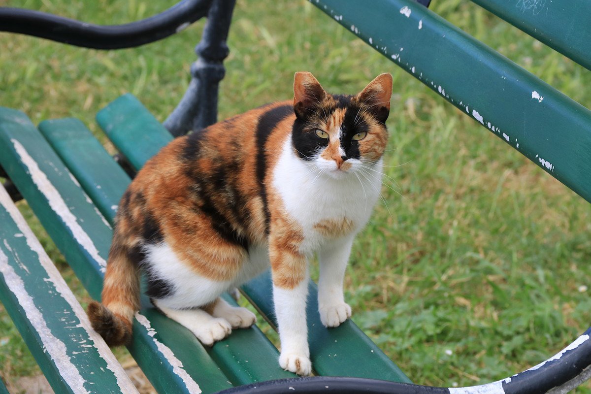『アメリカが原産の猫種』4選！“アメリカン◯◯”を多数生み出す、猫大国の純血種をご紹介