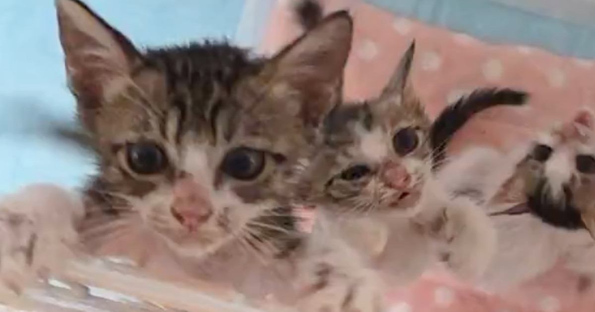 3匹の保護子猫→『ごはんの時間』になると、テンションが上がって…想像を超える光景に「2倍速かと思ったｗ」「戦いだねｗ」と64万表示