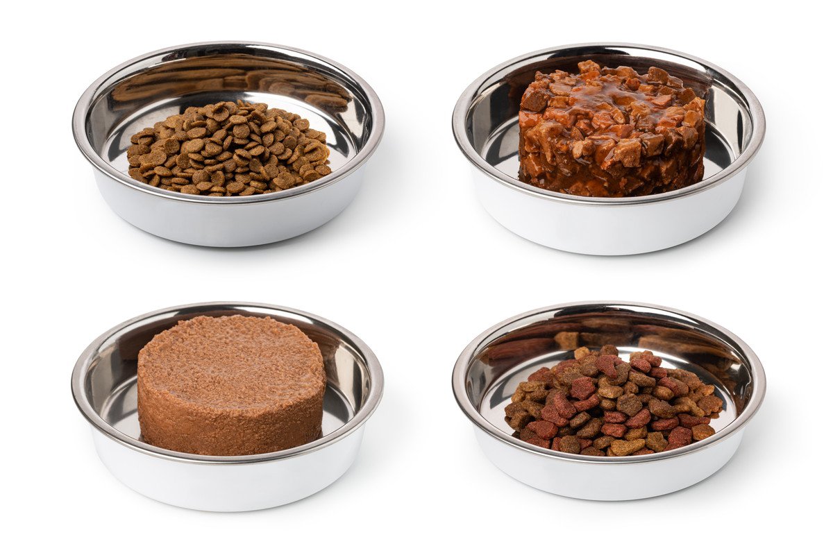猫が『ご飯にすぐ飽きてしまう』のはなぜ？考えられる5つの理由と対処法