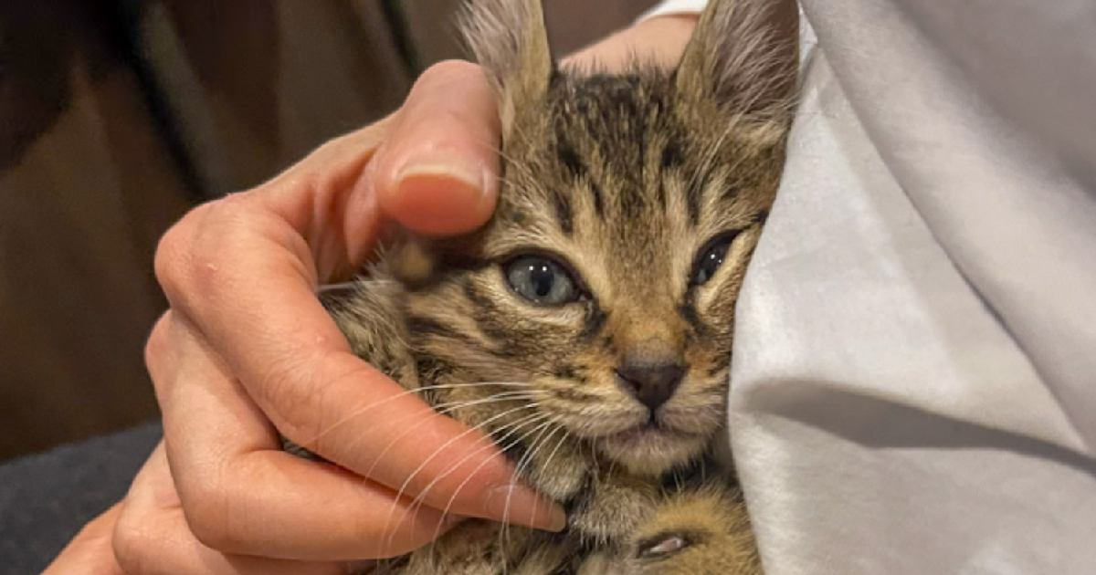 猫のいる会社なので…『休憩中』の様子を見てみると→羨ましすぎる光景が824万表示「残業してでもやりたい」「ご褒美タイム」と絶賛の声