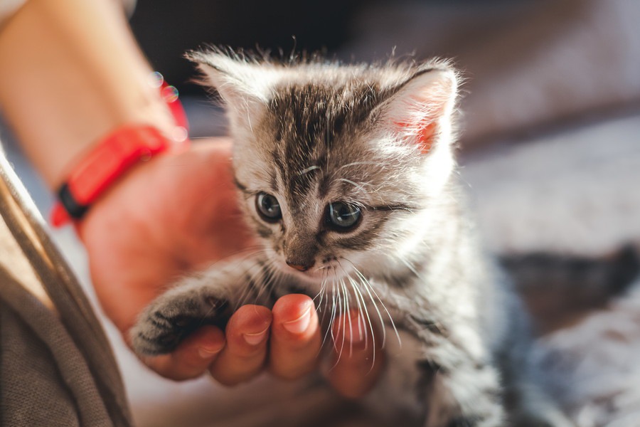 猫がいきなり家から脱走！尻尾が裂かれ大出血しながら帰ってきた