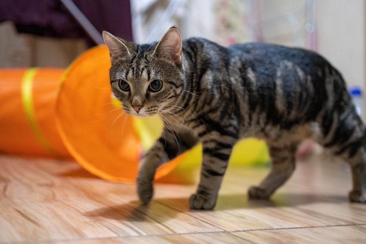 シニア描が普段と違う様子で『ぐるぐる回るとき』の原因3つ！飼い主ができる対応策とは