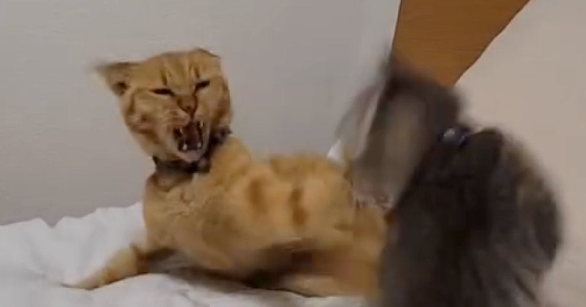 ウトウトする先輩猫にちょっかいを出した子猫→怒られた結果…まさかの『フリーズした光景』に「死んだフリｗｗ」「いませんよーってｗ」と爆笑