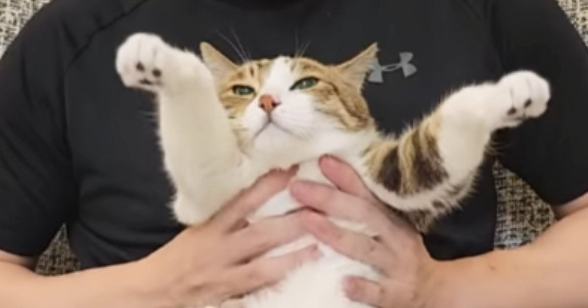 ストレッチが大好きな『ネコ』→飼い主さんが伸ばしてあげると…まさかの光景が35万再生「お顔がかわいいｗ」「永遠に見てられる」と話題