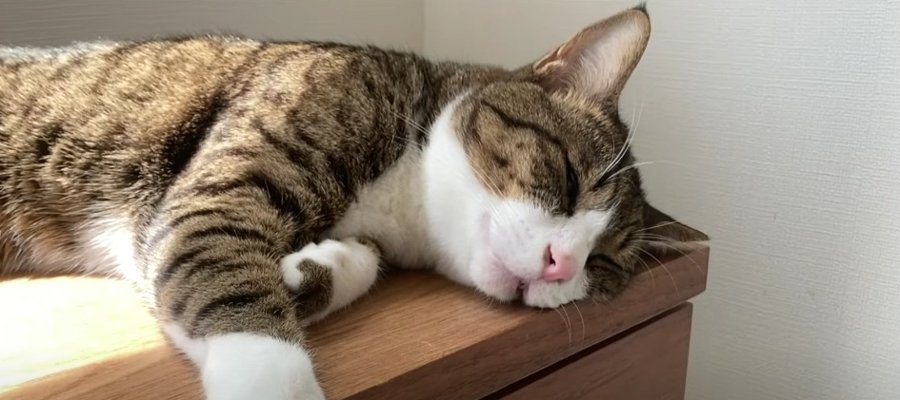 眠たくてもじゃれるのをやめニャい！夢の中でも遊ぶ猫ちゃん♡