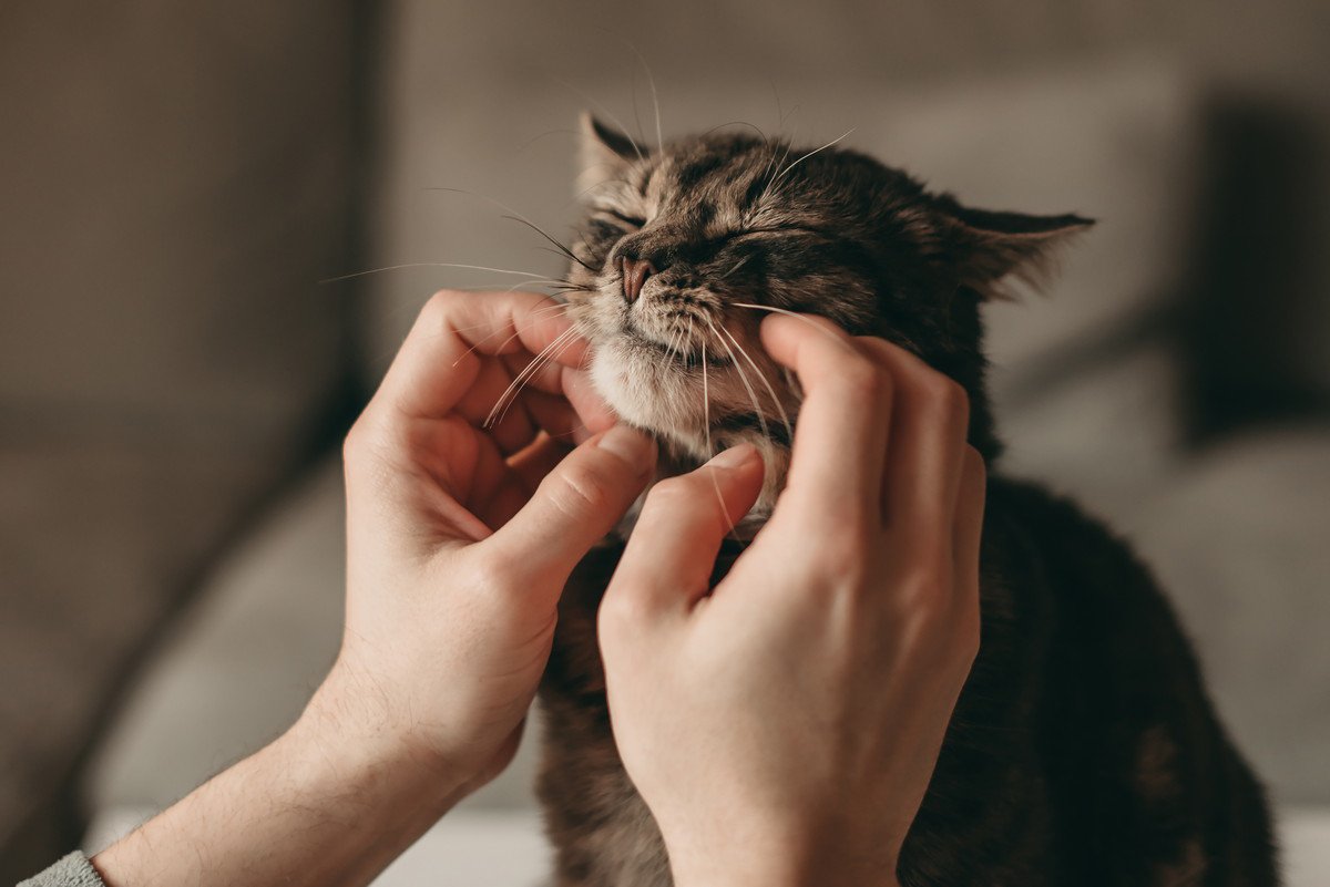 猫が長生きするために気をつけたい事｜家庭で出来る対策や注意点を【現役獣医が解説】