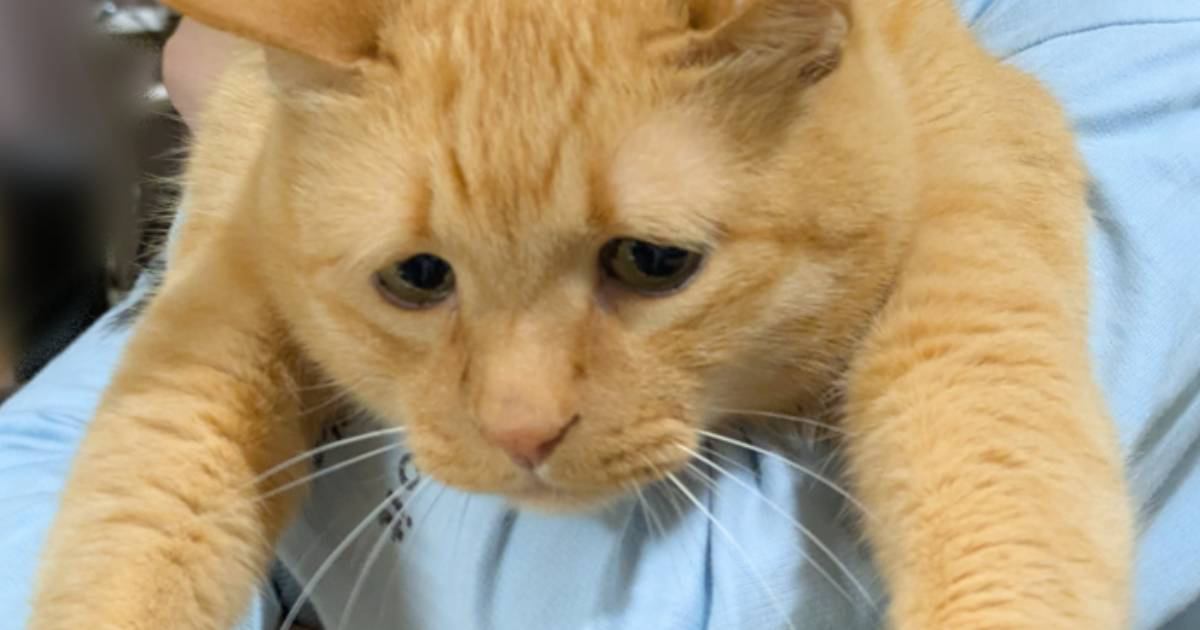 娘に抱っこで運ばれる猫→表情を見てみると…『全てを諦めきったかのような姿』が258万表示「またかみたいな顔w」「可愛いw」