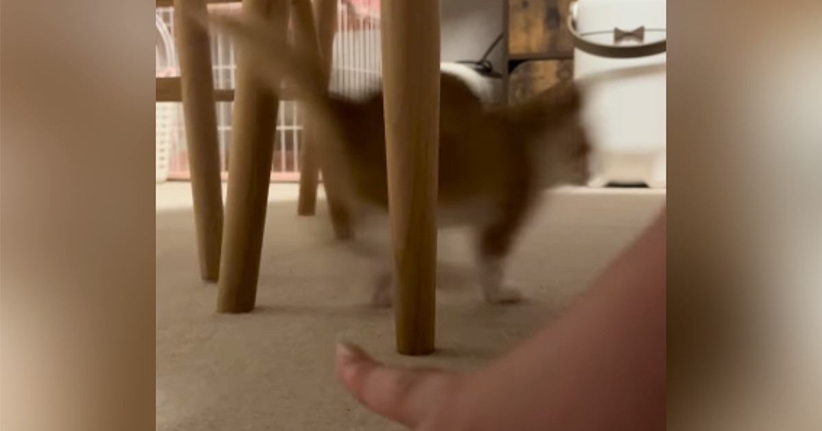 すばしっこくて捕まえられない子猫→『母猫の鳴きマネ』で呼んでみた結果…驚きの反応が64万再生「凄いスピード」「上手くて笑った」と話題