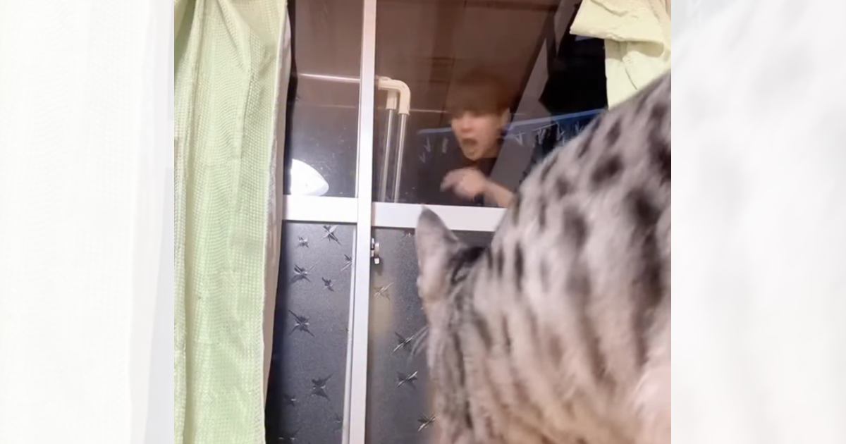 飼い主がベランダに閉め出されていたら『猫は助けてくれる？』→検証した様子が270万再生の反響「気づいたと思いきやｗ」「賢いなぁ」