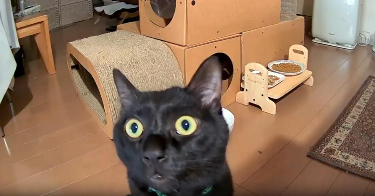 外出中にペットカメラから『通知』→猫の様子を確認してみたら…まさかの『可愛すぎる光景』が44万表示「絶対見ちゃう」「帰りたくなるねｗ」