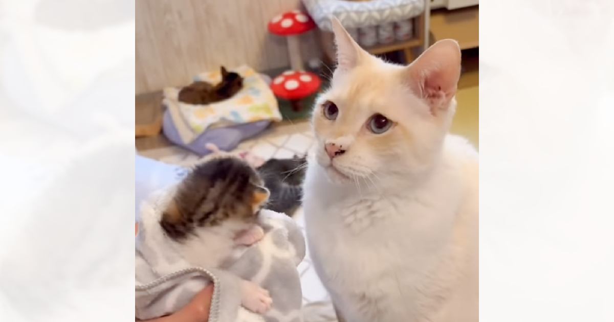 生まれて間もない保護子猫を優しい先住猫に会わせてみたら…思わず涙が出る『素敵な反応』が142万再生「優しい気持ちになった」「癒された」