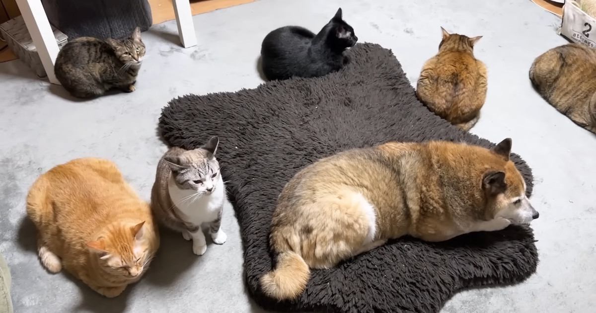8匹の猫に愛される柴犬→部屋を移動すると…思わず笑みがこぼれる『幸せいっぱいな光景』に「見事に猫まみれｗ」「モテモテだね」と反響