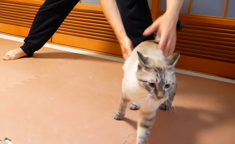 日課のラジオ体操！猫ちゃんもご一緒に