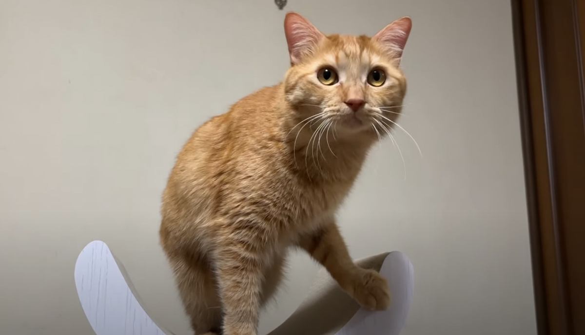 猫の誕生日にキャットタワーをあげた飼い主さん→喜んで使ってくれたと思ったら…『予想外の結末』に爆笑「本体よりもｗ」「あるあるだよねｗ」