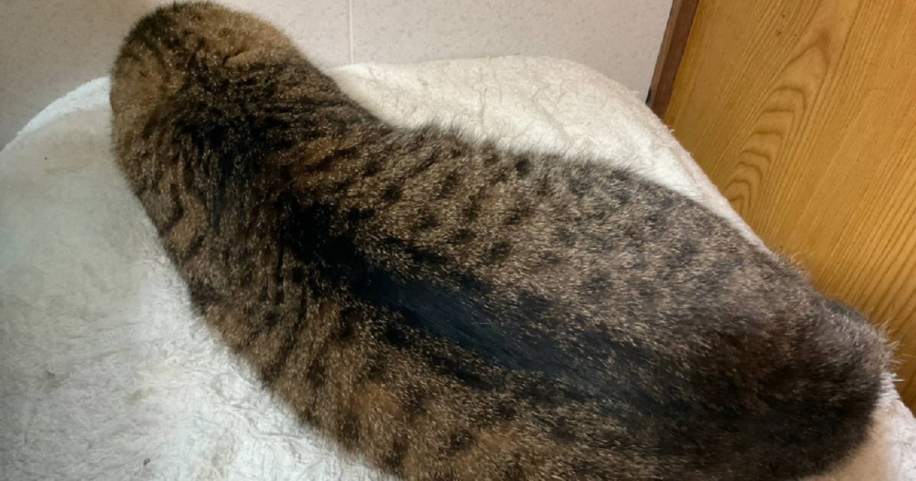 ギリギリネコ？…猫の後ろ姿を撮ってみた結果→ナマコにしか見えない『爆笑の光景』が83万7000表示「ニャマコ」「潮間帯にいそう」