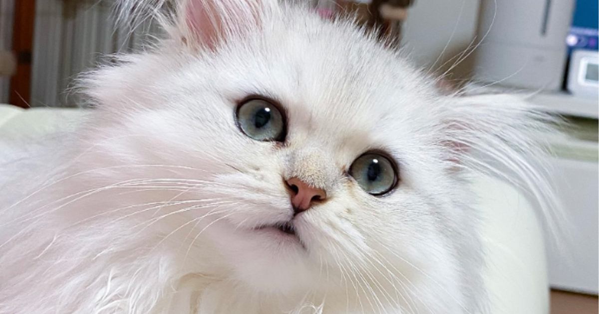 『長ーい耳毛』が特徴的な猫→ツインテールをしているかのような『可愛すぎる形』が30万表示「天使の羽みたい」「お人形さんかと思った」