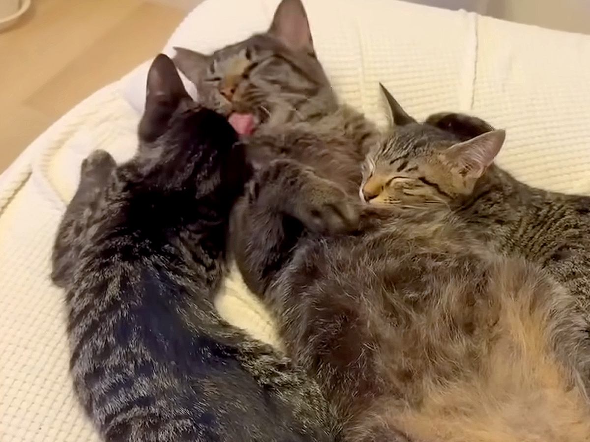怖がりな２匹の保護猫→超ビビりな先輩猫と暮らすことになった結果…１週間後に見せた『あたたかい光景』に感動「本当の親子みたい」「幸せな顔」
