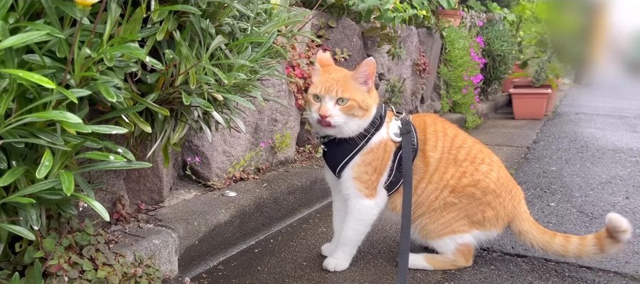 雨でも関係なし！いつもと変わらず近所をパトロールする猫ちゃん