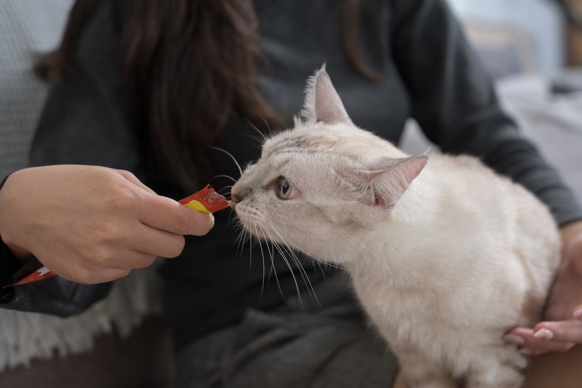 猫のしつけに役立つ『陽性強化法』“ほめて伸ばす”がカギになる正しい取り入れ方