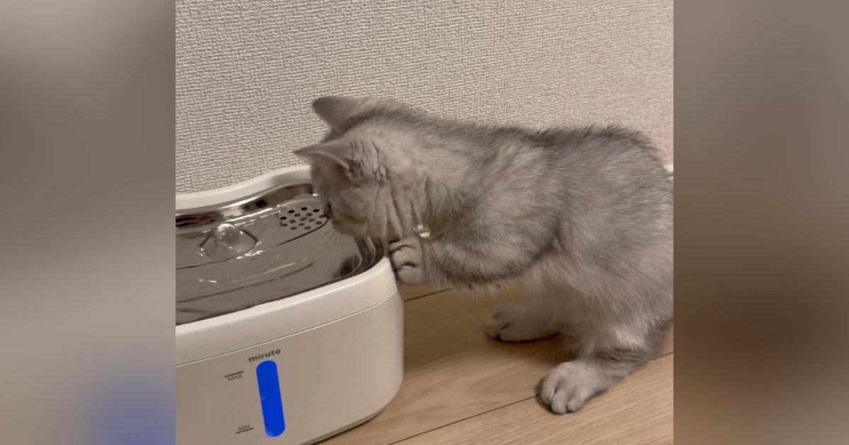 初めて『自動給水機』を設置してみたら……愛猫が見せた『まさかの反応』が可愛すぎると25万表示「心が浄化された」「興味津々でかわいいｗ」
