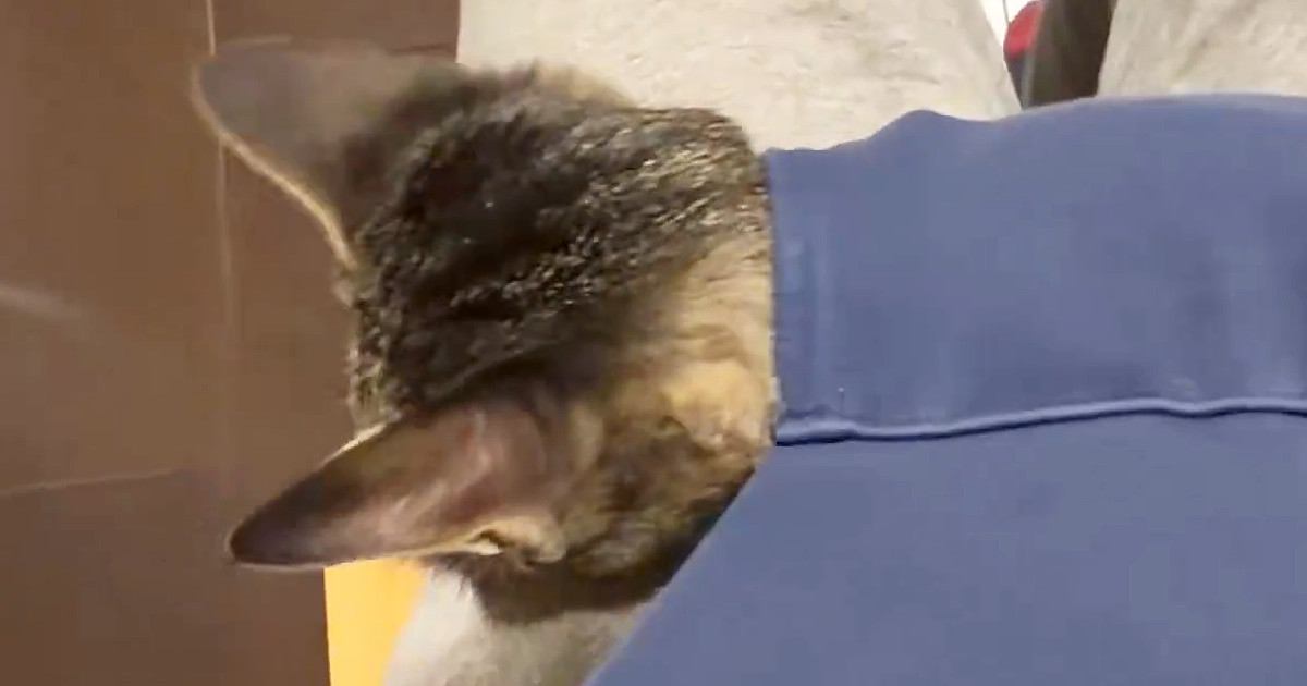 カンガルーポケット付きのパーカーを着ていたら…甘えん坊な猫がとった『予想外の行動』に「可愛すぎ罪」「まさかのｗｗ」と２万いいね