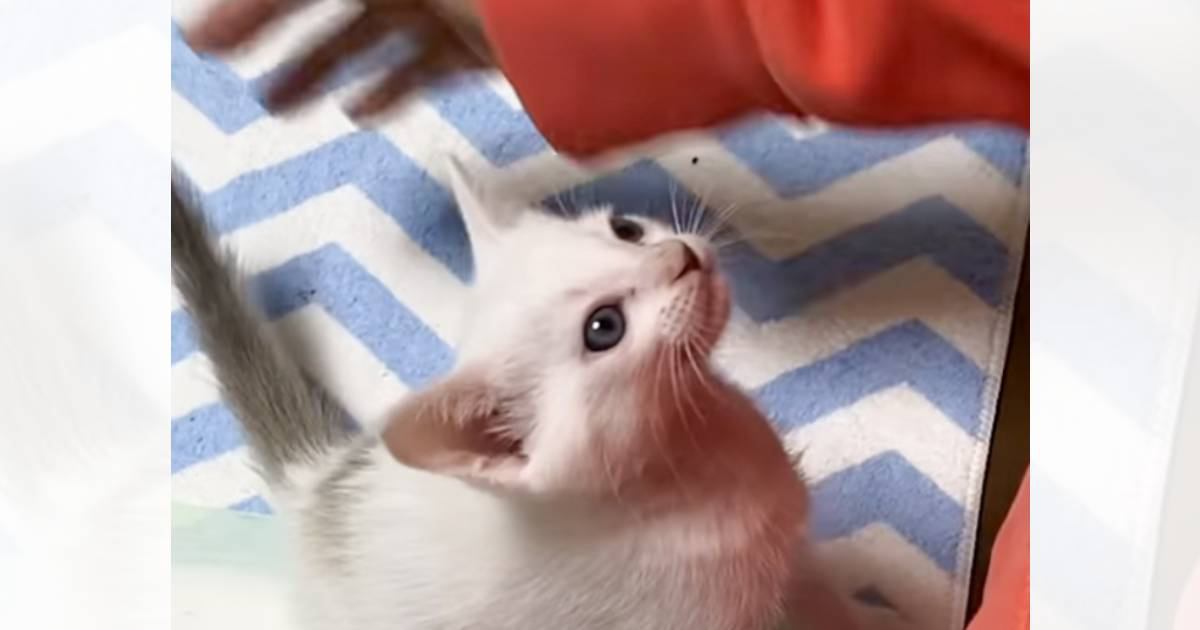 赤ちゃん猫に『ミルク』を作っていたら…あまりにも可愛すぎる『催促の様子』が15万5000再生「本当に癒される」「破壊力パない」