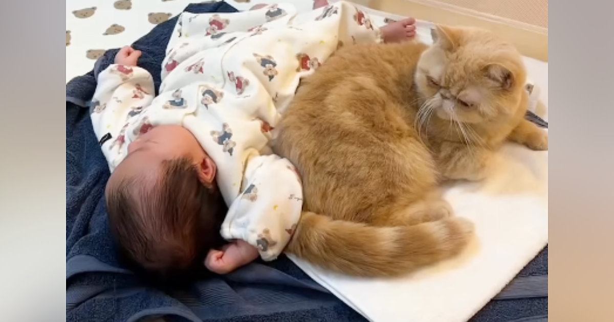 赤ちゃんの近くで寝るようになった猫→少しずつ距離が縮まっていって…心温まる『成長記録』に「泣ける」「ずっと続いて欲しい」と反響