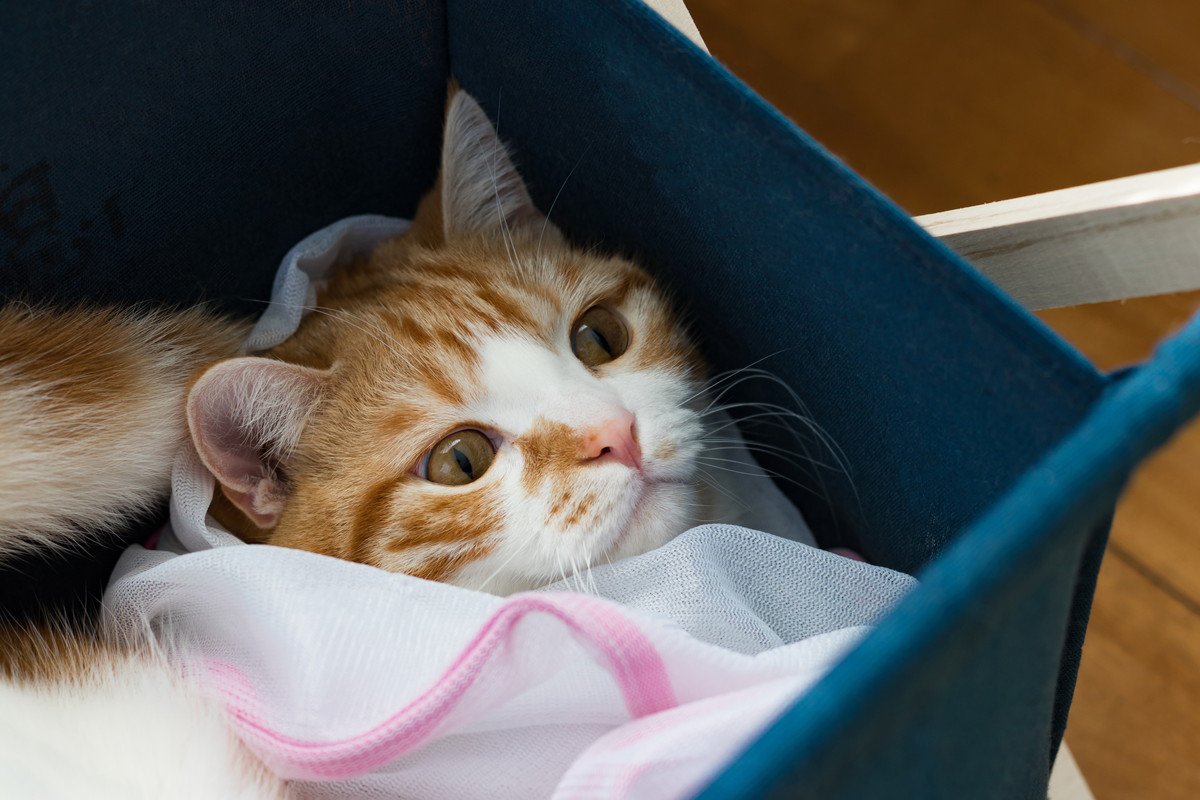 猫グッズのひとつに『洗濯ネット』が必要な理由3選　役立つシーンや選び方も解説