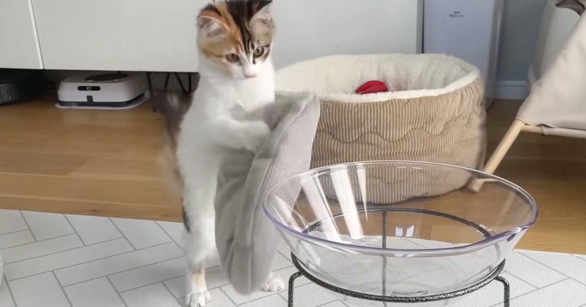 即席で作ったベッドを置いてみたら、子猫が…まさかの『二足歩行し始める光景』が59万再生「笑いすぎて泣ける」「想像以上に歩いてて草」と爆笑