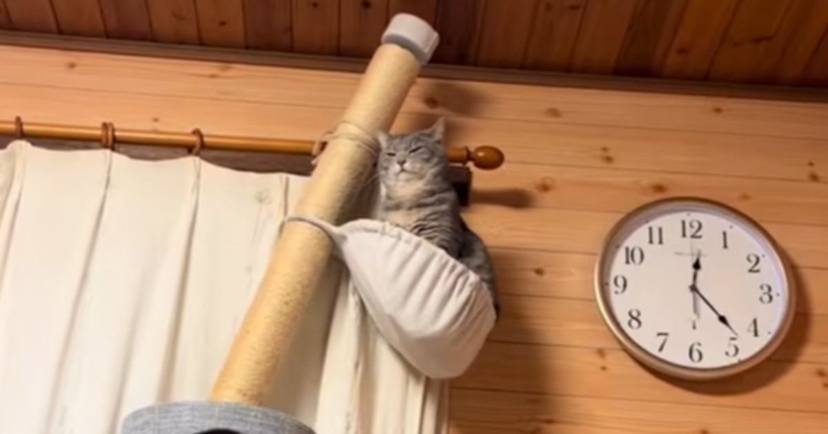 寿命だと思い『お気に入りのキャットタワー』を買い替えたら…愛猫が見せた『まさかの表情』が64万再生「想像以上に怒ってて草」「ピサの斜塔」