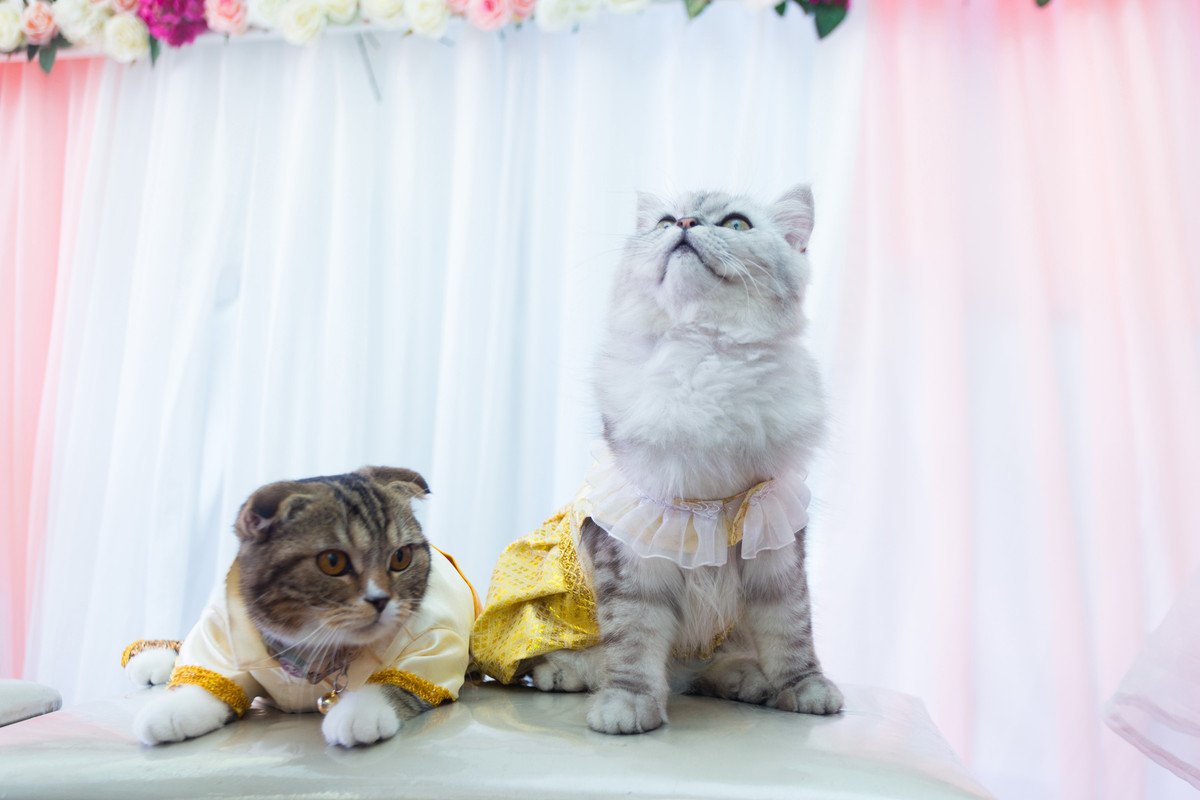 猫たちが『美とファッション』を競いあうコンテスト番組が大人気に！ベスト8が出そろう　マレーシア