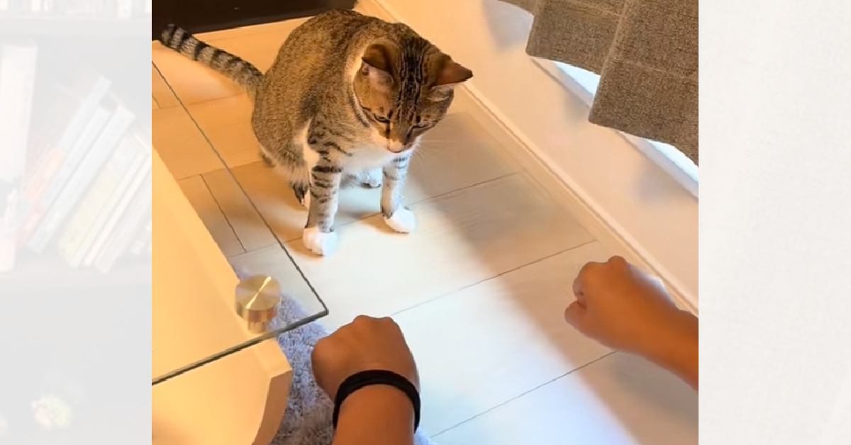 猫と『どっちに入っているかゲーム』をしたら…183万再生突破の『可愛すぎる反応』に「当てるときが可愛い」「理解してるの凄い」の声