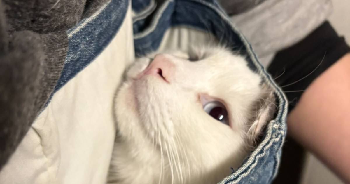 『パパがキッチンで洗い物をしている』と思ったら、猫と……ママ驚きの『まさかの光景』が4万いいね「優しい旦那さん」「うっとりしてるね」