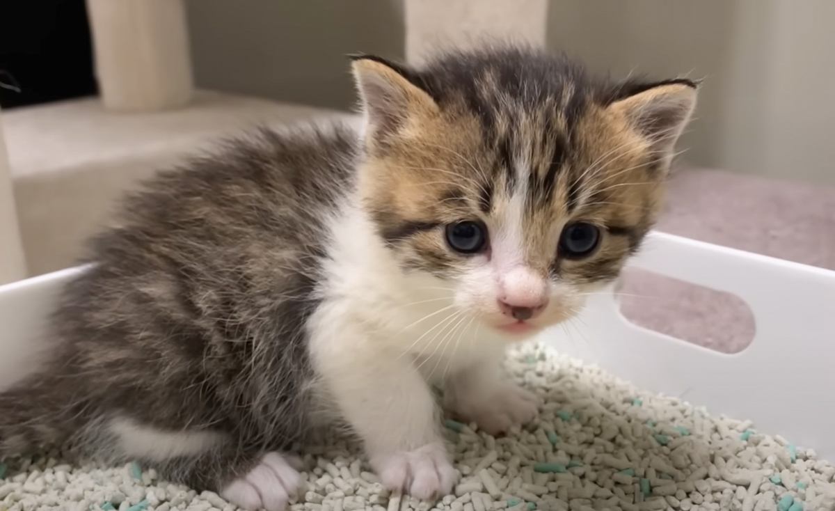 野良の親子猫を保護したら翌日→思わず嬉しくなる"出来事"が……117万再生突破の光景に「なんて素敵」「涙が出るくらい感動した」の声