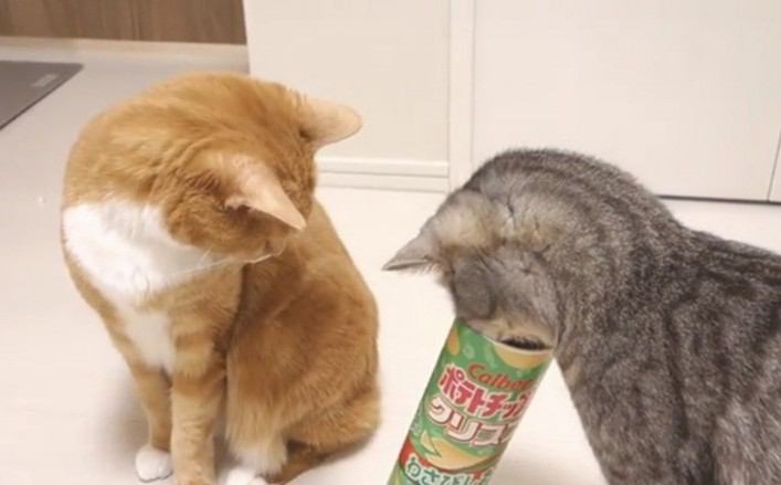 猫ちゃん、お菓子の筒に入ろうと奮闘中！！