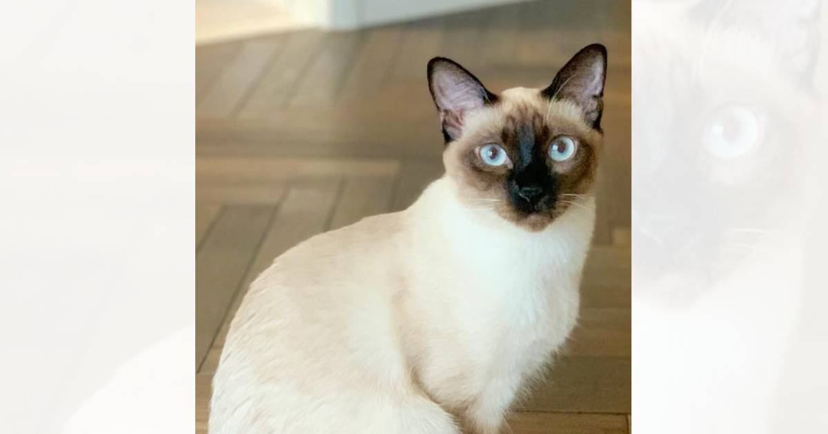 『白い部分があった猫』が、３年後…あまりにも毛の色が激変した『まさかの光景』に驚愕の声続出「しっぽまで変わってるｗ」「えー！？驚きｗ」
