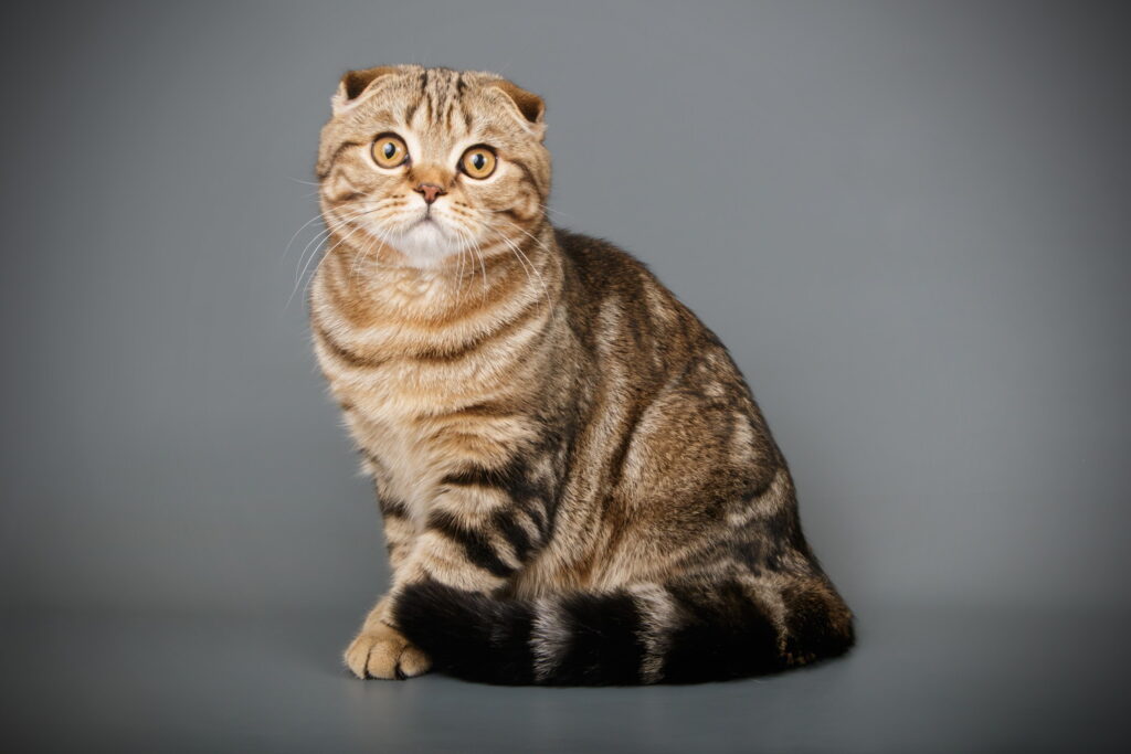 【獣医師監修】スコティッシュフォールドってどんな猫？特徴や性格から飼う前の注意点・価格相場まで徹底解説