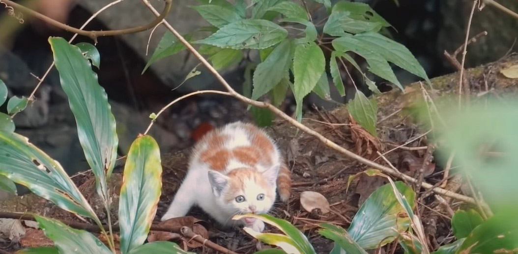 茂みにいた子猫を保護した結果……あまりの尊さに46万人が悶絶 『涙出るくらい可愛い』『本当に天使みたい』の声