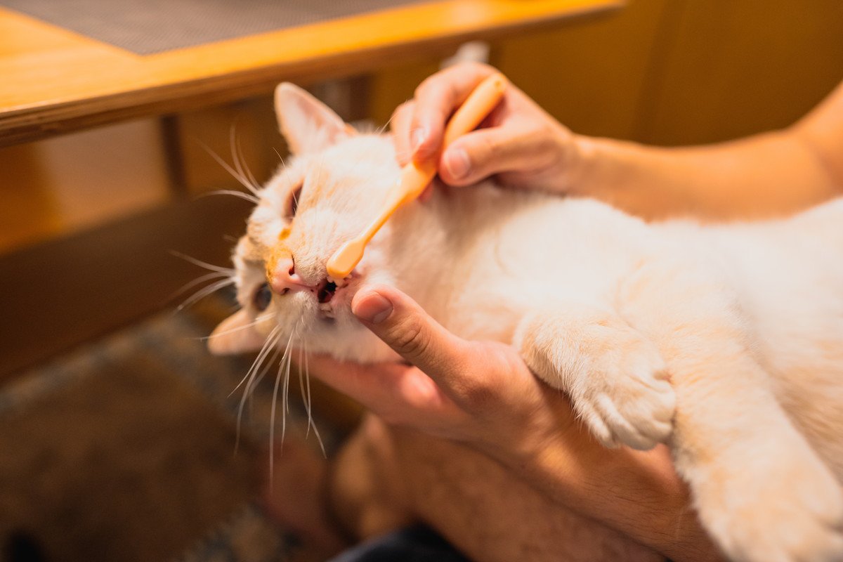 子猫のご飯、お風呂、留守番…『デビューのタイミング』5つ　注意すべきことまで解説
