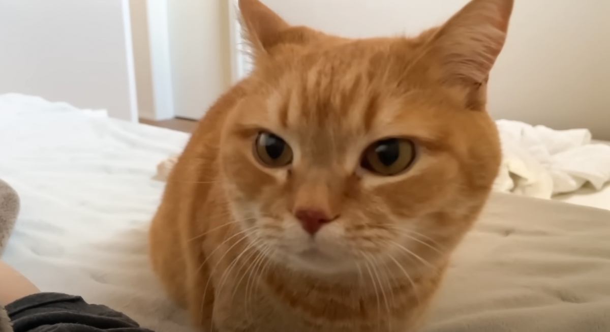 朝早くに枕元にやってきた猫→大きな『鼻息』を鳴らし始めて…幸せ溢れる朝の光景に悶絶の声続出「1日ハッピーに過ごせそうｗ」「羨ましい」