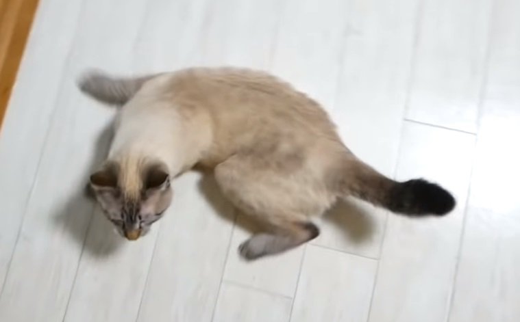 久しぶりの飼い主さん！嬉しすぎて感情が追いつかない猫ちゃん