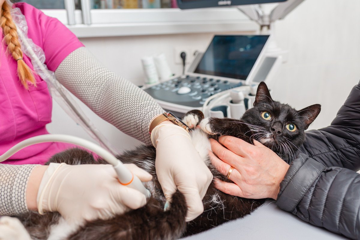 高齢猫に多い『膵炎』とは？疑うべき症状や原因、予防法などを徹底解説