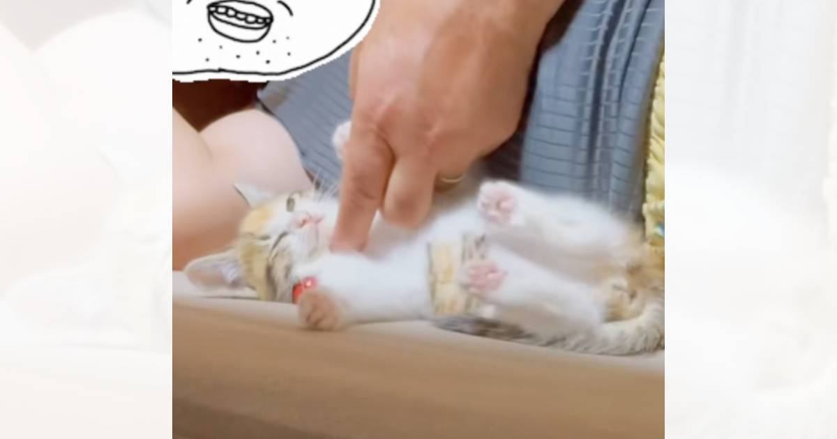 『動物は飼わない』と反対していた父→子猫になつかれた結果…まさかの光景が107万再生「誰を攻略したらいいか分かってるｗ」「吹いたｗｗ」