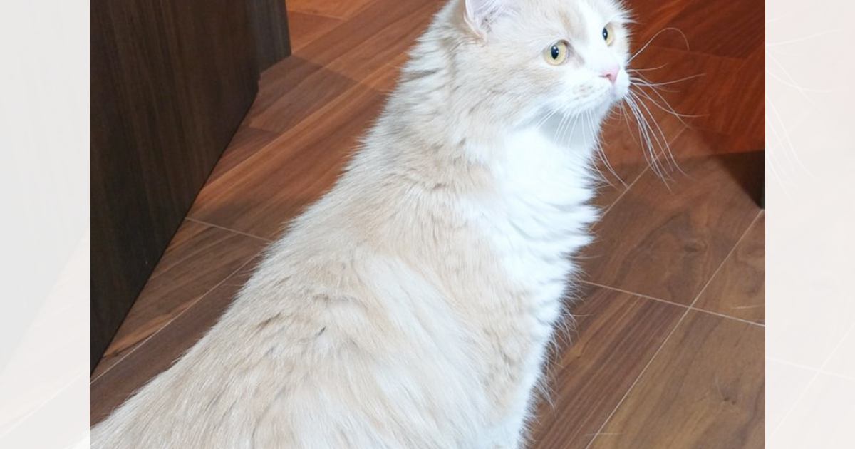 猫が『伸び～』とした瞬間…飼い主さん驚きの『とんでもない変化』に１万いいね「胴なってるんだｗ」「長すぎるｗｗ」と爆笑する人が続出