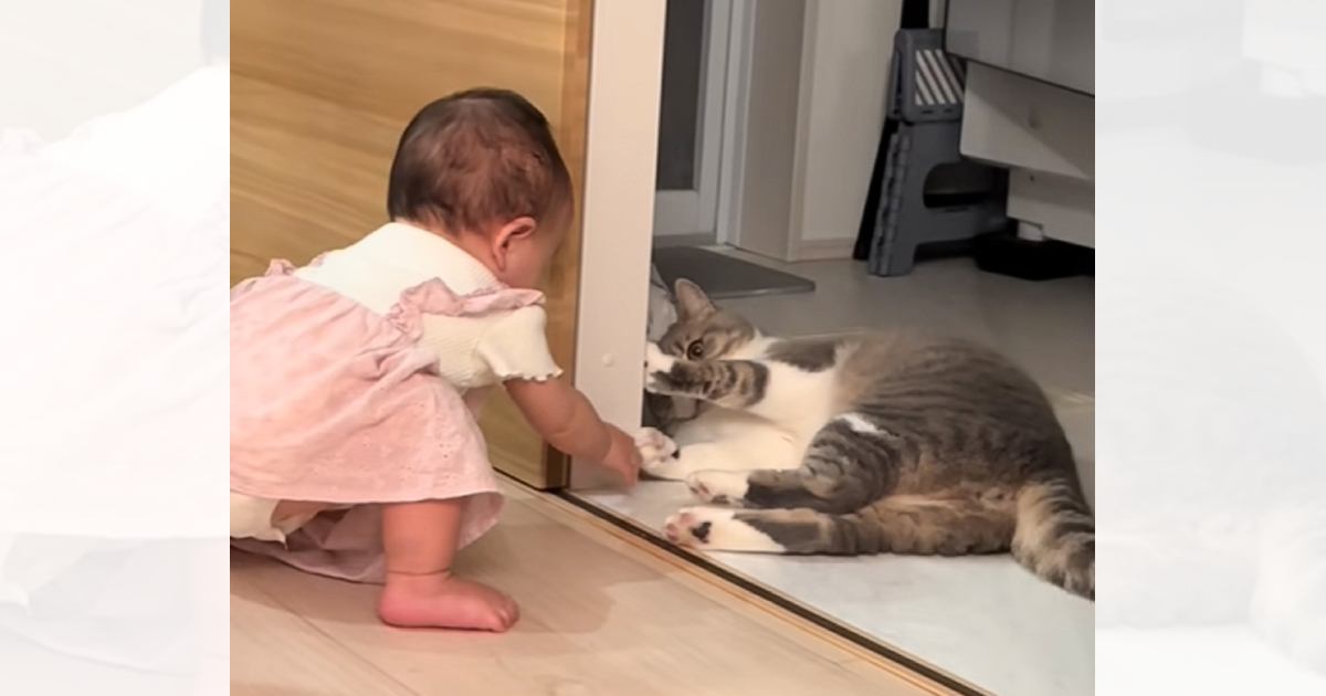 ハイハイしていた赤ちゃんが急に立ち上がった結果…猫の『まさかの反応』が414万再生「マジかみたいな顔ｗｗ」「感情出すぎｗｗ」と大反響