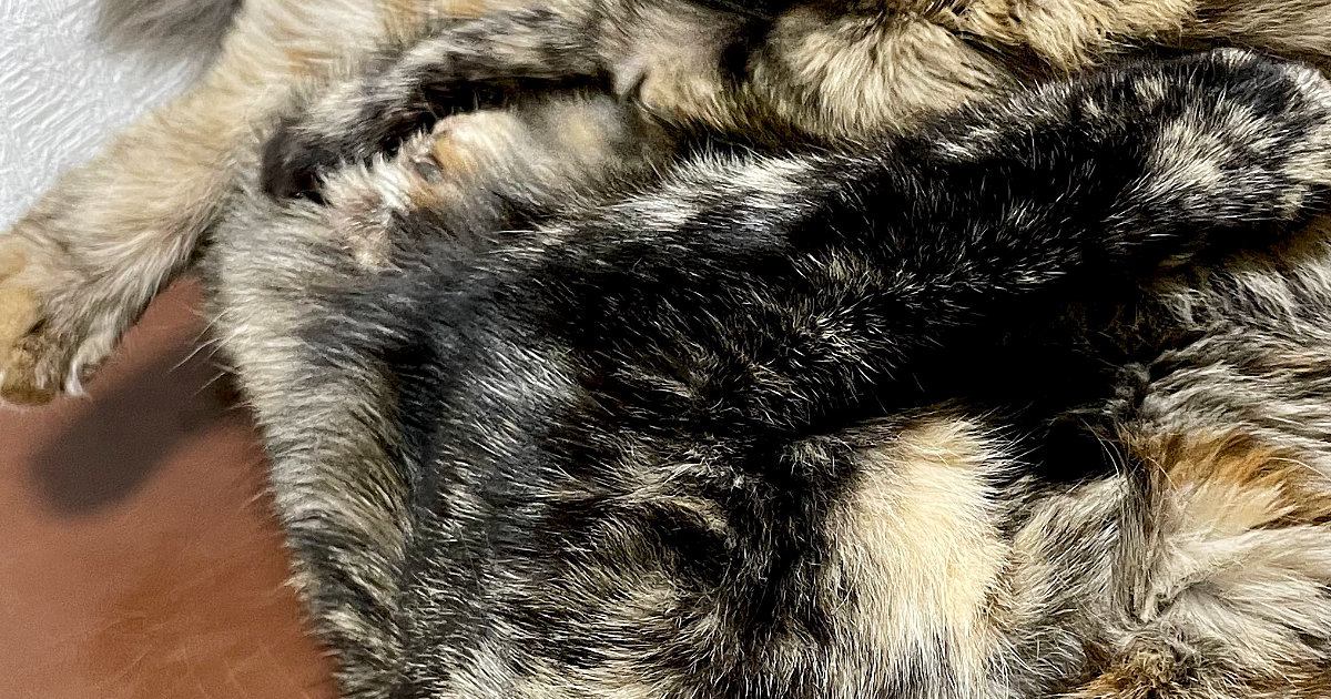 椅子の上で仲良くくつろぐ『2匹のサビ猫』…まるでトリックアートのような『驚きの光景』に1万いいね「溶け合ってる」「ムッッズｗ」