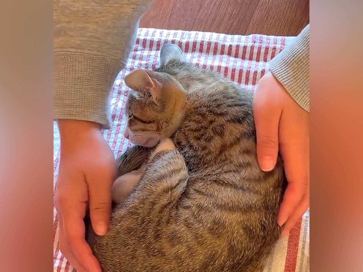 眠っている子猫→『職人』になったつもりで触ると…『ずっと見ていたくなる光景』が67万再生「美しい仕上がり」「永遠に見てしまう」
