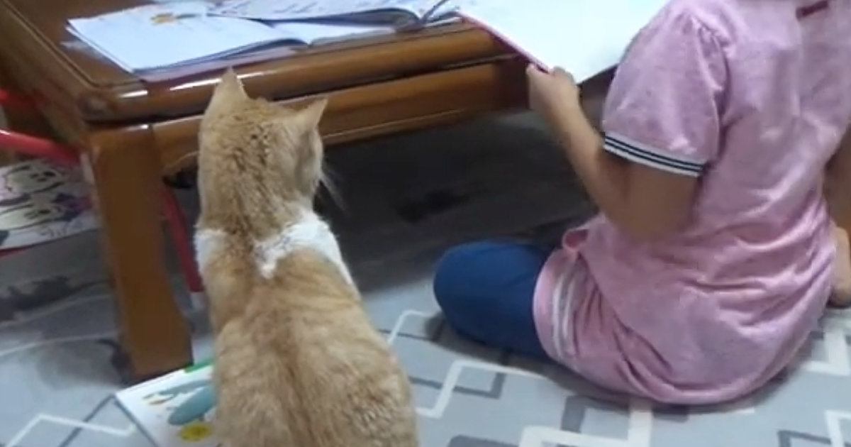 女の子が『宿題』をしていると、『猫』が机の上に乗ってきて…思わず笑ってしまう展開に「素晴らしい関係性」「絶対わざとだよねｗ」の声