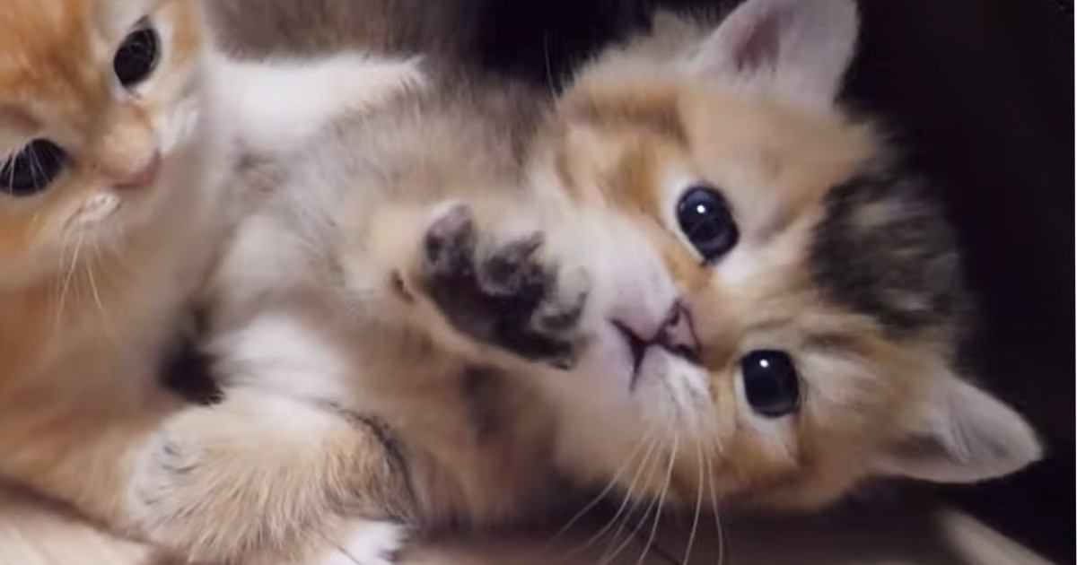 赤ちゃん猫が兄弟猫にちょっかいを出した結果…思わず頬が緩む『可愛すぎる光景』が８万再生「天使のようだ」「癒しをありがとう」