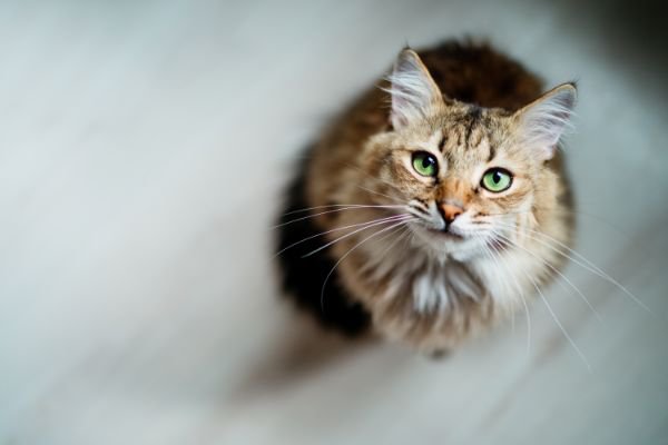 猫に好かれる人のオーラとは？スピリチュアルな視点で解説